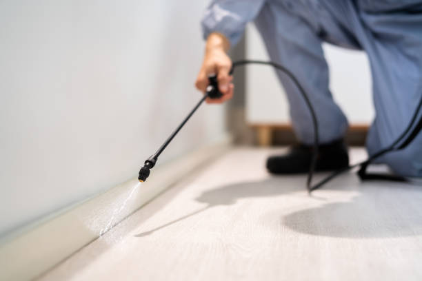 Licensed Wasp Removal service in Clarksville, TX - Show Me Pest Control